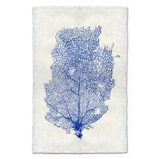 Sea Fan #2 Art Print